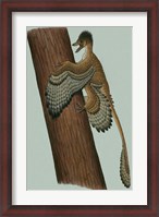 Framed Microraptor Gui