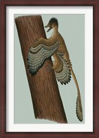 Framed Microraptor Gui