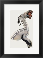 Framed Oviraptor, a Small Dinosaur that Lived During the Cretaceous period