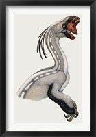 Framed Oviraptor, a Small Dinosaur that Lived During the Cretaceous period