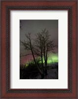 Framed Aurora Borealis with Tree, Twin Lakes, Yukon, Canada