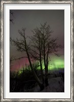 Framed Aurora Borealis with Tree, Twin Lakes, Yukon, Canada