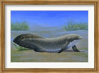 Framed Ceratodus