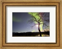 Framed Aurora Borealis with Tree and Pleiades, Yukon, Canada