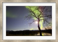 Framed Aurora Borealis with Tree and Pleiades, Yukon, Canada