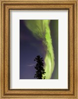 Framed Aurora Borealis with Tree and Shooting Star, Yukon, Canada