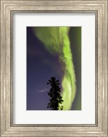 Framed Aurora Borealis with Tree and Shooting Star, Yukon, Canada