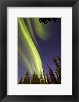 Framed Aurora Borealis with Trees, Whitehorse, Canada