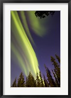 Framed Aurora Borealis with Trees, Whitehorse, Canada