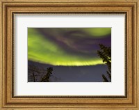 Framed Aurora Borealis with Trees, Yukon, Canada