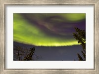 Framed Aurora Borealis with Trees, Yukon, Canada
