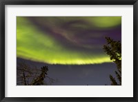 Framed Aurora Borealis with Trees, Yukon, Canada