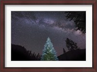 Framed Pine Tree Glows Under the Arch of the Milky Way