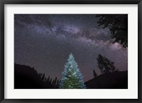 Framed Pine Tree Glows Under the Arch of the Milky Way