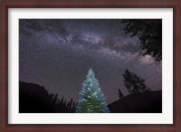 Framed Pine Tree Glows Under the Arch of the Milky Way