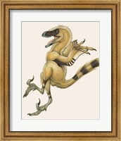 Framed Bambiraptor