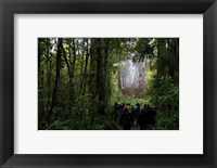 Framed Tane Mahuta, Giant Kauri tree in Waipoua Rainforest, North Island, New Zealand