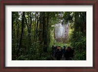 Framed Tane Mahuta, Giant Kauri tree in Waipoua Rainforest, North Island, New Zealand