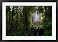 Framed Tane Mahuta, Giant Kauri tree in Waipoua Rainforest, North Island, New Zealand