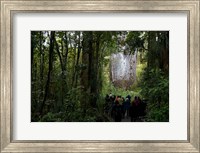 Framed Tane Mahuta, Giant Kauri tree in Waipoua Rainforest, North Island, New Zealand