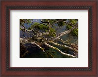 Framed New Zealand, Silver Beech tree branches