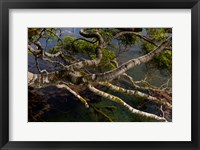Framed New Zealand, Silver Beech tree branches