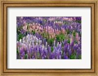 Framed Lupine flowers in Fiordland National Park, South Island, New Zealand