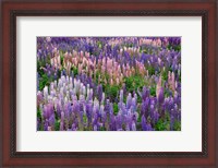 Framed Lupine flowers in Fiordland National Park, South Island, New Zealand
