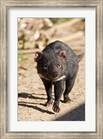 Framed Australia, Tasmanian Devil wildlife