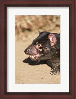 Framed Head of Tasmanian Devil