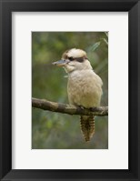 Framed Kookaburra Bird, Tasmania, Australia