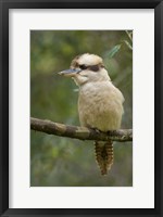 Framed Kookaburra Bird, Tasmania, Australia
