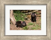Framed Pair of Tasmanian Devils