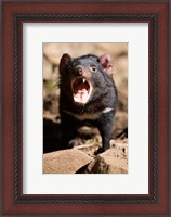 Framed Angry Tasmanian Devil