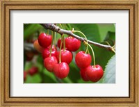 Framed Cherries, Orchard near Cromwell, Central Otago, South Island, New Zealand