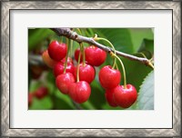 Framed Cherries, Orchard near Cromwell, Central Otago, South Island, New Zealand