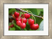 Framed Cherries, Orchard near Cromwell, Central Otago, South Island, New Zealand