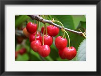 Framed Cherries, Orchard near Cromwell, Central Otago, South Island, New Zealand