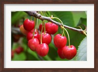 Framed Cherries, Orchard near Cromwell, Central Otago, South Island, New Zealand