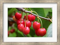 Framed Cherries, Orchard near Cromwell, Central Otago, South Island, New Zealand