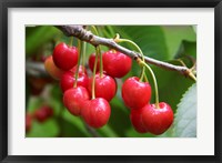 Framed Cherries, Orchard near Cromwell, Central Otago, South Island, New Zealand