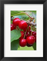 Framed Cherry Orchard, Central Otago, South Island, New Zelaland