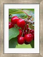 Framed Cherry Orchard, Central Otago, South Island, New Zelaland