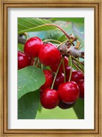 Framed Cherry Orchard, Central Otago, South Island, New Zelaland