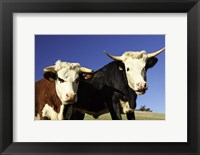 Framed Dairy Cows, New Zealand