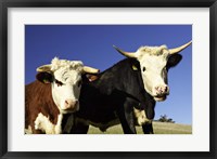 Framed Dairy Cows, New Zealand