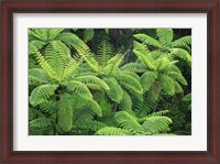 Framed Ferns, AH Reed Memorial Kauri Park, Whangarei, Northland