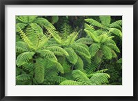 Framed Ferns, AH Reed Memorial Kauri Park, Whangarei, Northland
