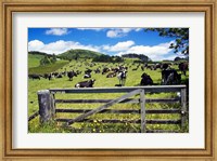 Framed Gate and Dairy Farm near Kaikohe, Northland, New Zealand