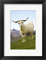 Framed Goat, Taieri, near Dunedin, South Island, New Zealand
